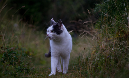 black and white colored cat walking between high grasses on a field. blurry background, focus on catの写真素材