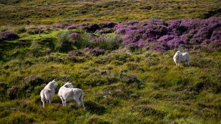 Sheep on a field in Scotlandの写真素材