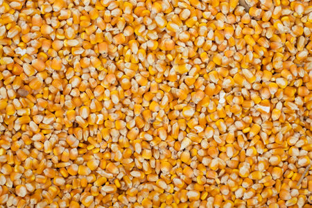 Zea mays kernel - corn kernel