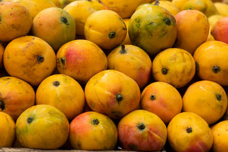 fruit mango - Delicious Mangifera indicaの写真素材
