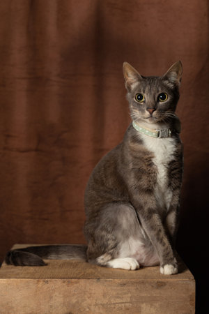 canvas background - Cat looking at camera on a tableの写真素材
