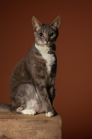 Cat looking at the camera on a table - flat backgroundの写真素材