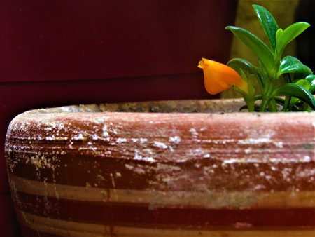 flower of my gardenの写真素材