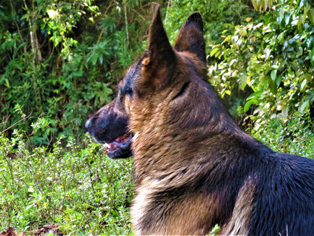 my german shepherd observes nature