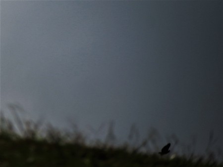 bird on the horizonの写真素材