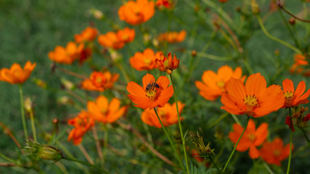 Photograph of orange flowers and green stems