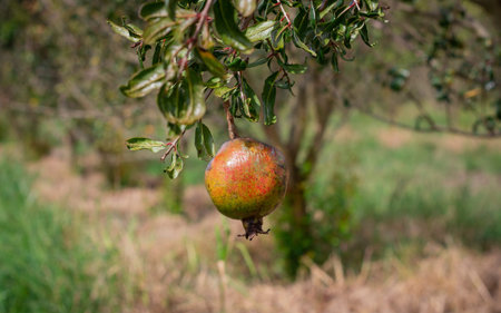 Photograph of cultivation of pomegranate fruit