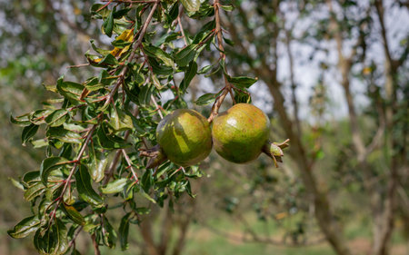 Photograph of cultivation of pomegranate fruit