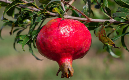 Photograph of cultivation of pomegranate fruit