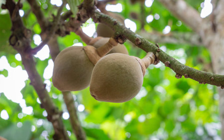 Common sapote tree with many fruits