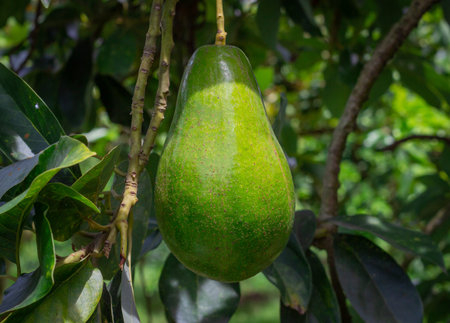 Common avocado harvest attached to the tree