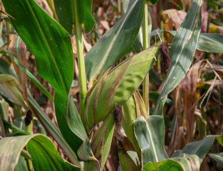 Photograph of a corn crop about to be harvested.
