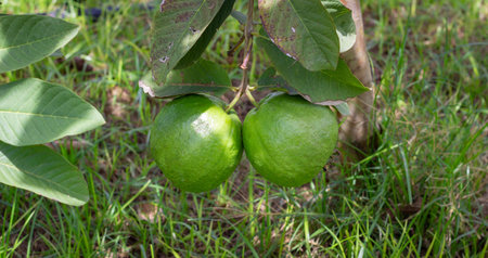 Photograph of a crop of guava apple with large fruits