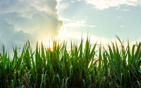Photograph of a sugarcane crop, at sunset, in the Valle del Cauca Colombia.の写真素材