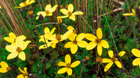 Yellow flowers found in Los Nevados National Natural Park in Colombia