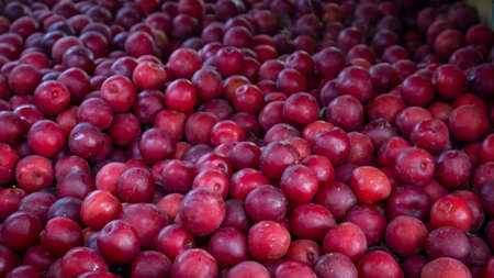 Image of harvested red plums, ready to sell in TuluÃ¡ Valle del Cauca Colombiaの写真素材