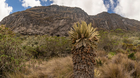 Frailejon plants in Los Nevados National Natural Park in Manizales Colombiaの写真素材