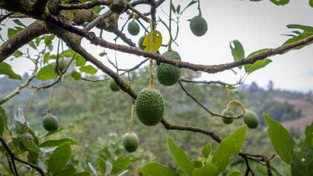 Hass avocado cultivation in Sevilla Valle del Cauca Colombia.の写真素材