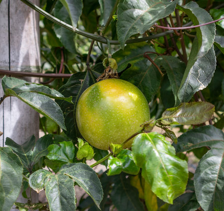 Passion fruit cultivation with ripe fruits ready to harvest in TuluÃ¡ Valle del Cauca Colombia.の写真素材