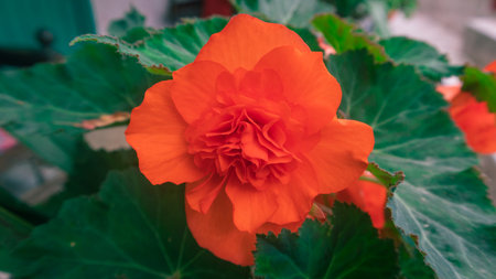 orange and green image, close-up