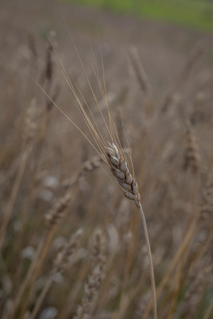 Image of wheat ready to be cultivated in BarragÃ¡n Valle del Cauca Colombia.の写真素材