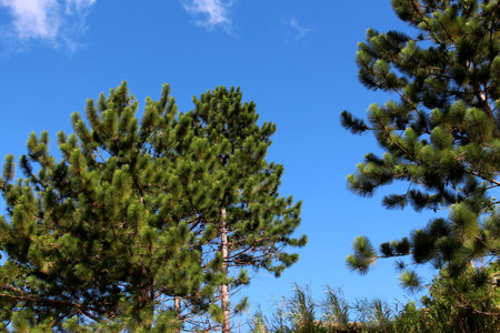 pine tree colorful nature natural landscape