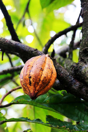 flavored and hot chocolateの写真素材