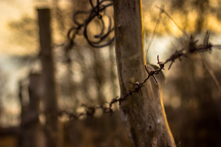 Fence in forestの写真素材