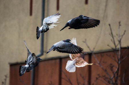 Birds in airの写真素材