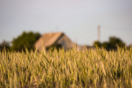 Village in fieldの写真素材