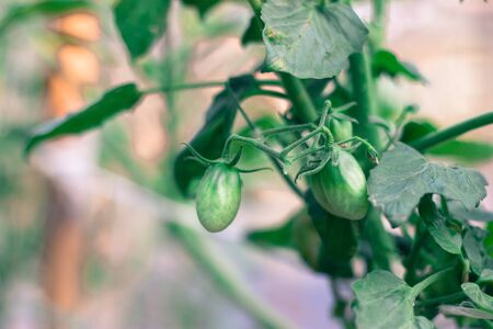 green tomatoes on the vineの写真素材