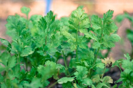 Thai coriander in a garden plotの写真素材