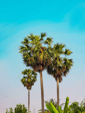 palm trees in the blue skyの写真素材