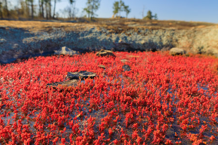 Diamorpha flowers in bloom on a mountainside in Georgia.の写真素材