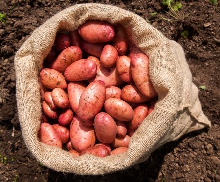 A sack of freshly picked potatoesの写真素材