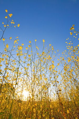 Yellow flowers of mustard plants against a blue sky with the sun rising above the horizonの写真素材