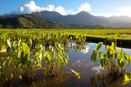Taro fields in standing water in late afternoon sunshine on the island of Kauai. Hills and mountains in the background under a blue sky with a few white clouds. Horizontal layout.の写真素材