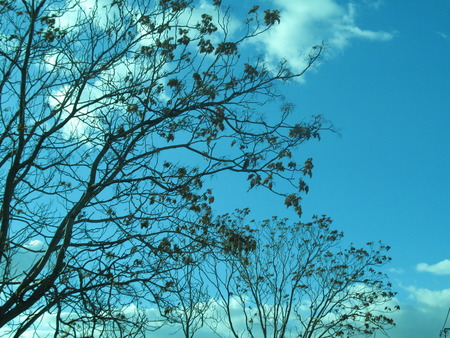 Clouds behind the treeの写真素材