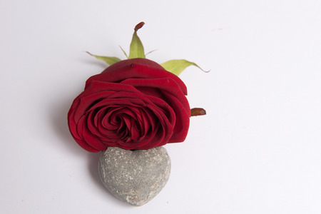 Rose and heartの写真素材