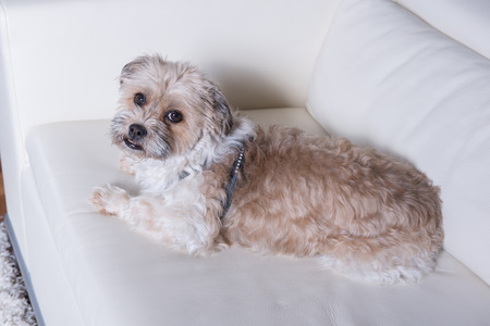 Cute pet sitting on couch relaxingの写真素材