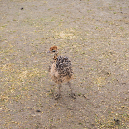 ostrich chicken standing on the groundの写真素材