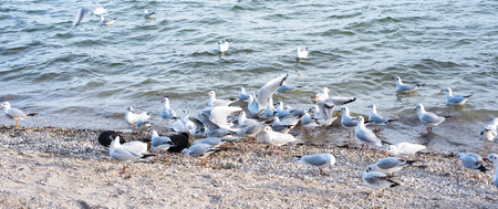 several seagulls coming for feeding at the border of the lakeの写真素材