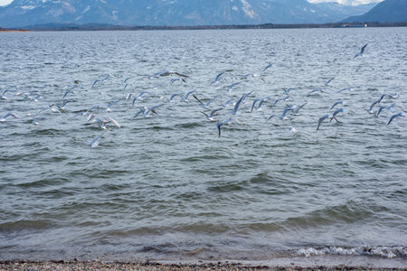 several seagulls flying on the lake with movement blur