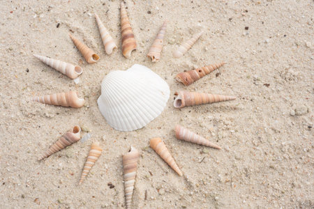 sea shells as a sun shape in the sand on the beach
