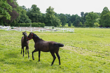 two young horses playing on a meadow in the sunlightの写真素材
