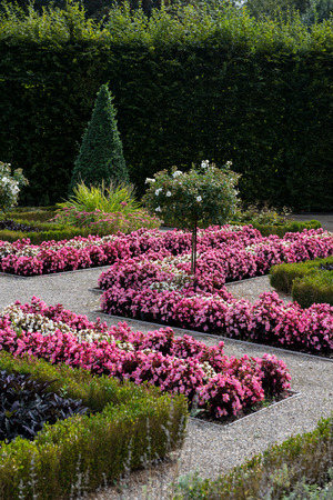 field of blossoming purple flowes in public parkの写真素材