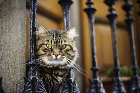 cat on windowの写真素材