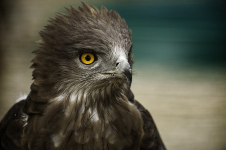 eagle portrait