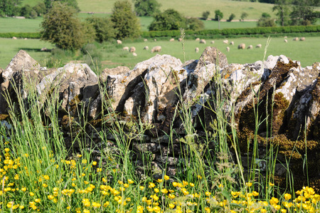Stone wall in English countryside of Cotswoldsの写真素材