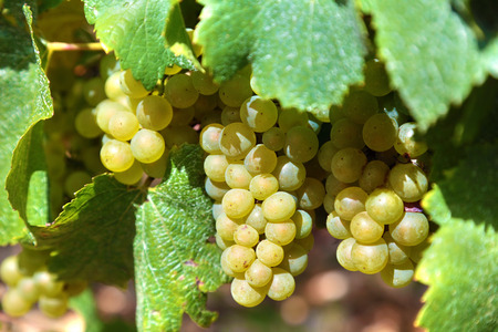 Chardonnay grapes for white wine growing in a vineyard in the Burgundy region of Franceの写真素材